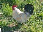 Kippenopvang zoekt goede plek voor deze mooie haan!, Dieren en Toebehoren, Mannelijk, Kip