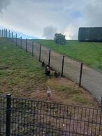 Koppeltje kippen te koop!, Meerdere dieren, Kip