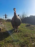 Gezocht kalkoen hen, Dieren en Toebehoren, Vrouwelijk, Kalkoen