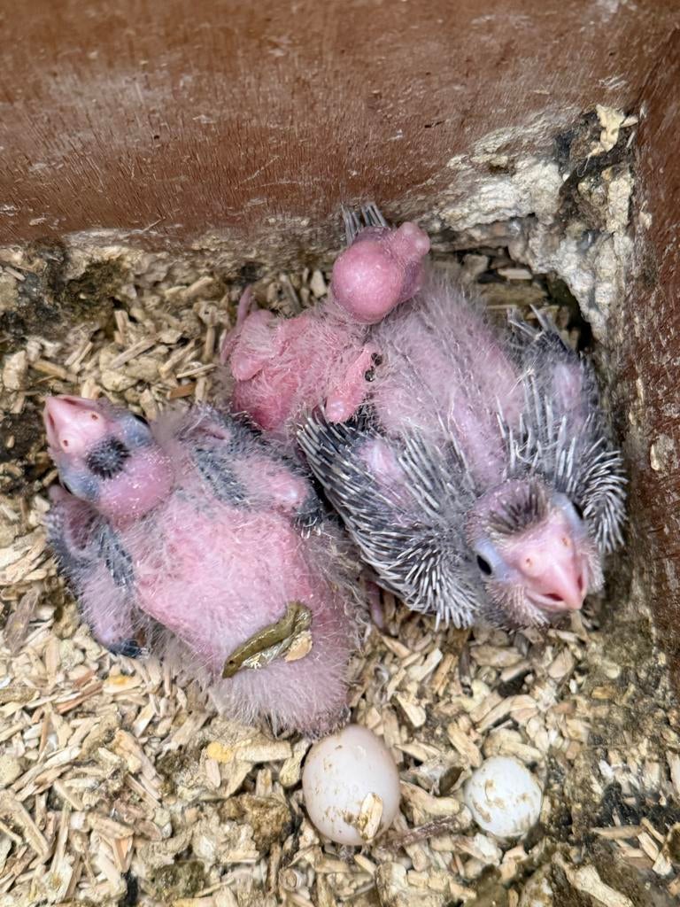 binnen kort jonge valkparktjes, Dieren en Toebehoren, Geslacht onbekend, Parkiet, Geringd