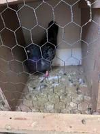 Mooie duiven te kopen kijk bij omschrijving, Meerdere dieren, Postduif