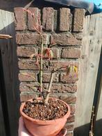 Japanse Esdoorn Pre Bonsai Multi trunk, Ophalen of Verzenden, Minder dan 100 cm