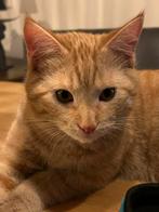 Mooie rode kater, Dieren en Toebehoren, Katten en Kittens | Overige Katten, Kater, Kortharig, 0 tot 2 jaar