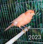 Oranje rode kanarie man 2023 goede zanger, Mannelijk, Kleurkanarie