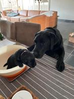 Prachtige raszuivere labrador pups, Dieren en Toebehoren, 8 tot 15 weken, Labrador retriever, Parvo, Meerdere
