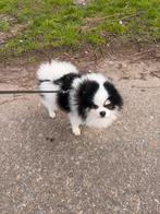 Een prachtig lief pomeryan, CDV (hondenziekte), Eén hond, 3 tot 5 jaar, Nederland