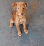 Poodle mix pups, Dieren en Toebehoren, Poedel, Parvo, 8 tot 15 weken, Meerdere dieren