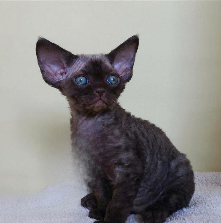 Devon Rex laatste kattertje beschikbaar!!!, Dieren en Toebehoren, Katten en Kittens | Raskatten | Korthaar, Poes, 0 tot 2 jaar