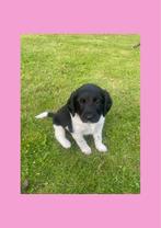 Lieve Stabij pups met een vleugje Kelpie, Dieren en Toebehoren, Honden | Niet-rashonden, 8 tot 15 weken, CDV (hondenziekte), Meerdere
