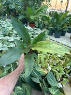 Anthurium Renaissance Variegata. Pot 13, Overige soorten, In pot, Minder dan 100 cm, Groene kamerplant