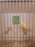 Groenling man satinet, Dieren en Toebehoren, Mannelijk