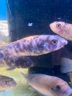 Labeotropheus trewavasae MC, Dieren en Toebehoren, Vis