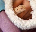 Baardagaam   Hypo witblits trans 100% het zero, Dieren en Toebehoren, Reptielen en Amfibieën, Hagedis, Tam, 0 tot 2 jaar