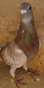 POSTDUIF KWEEKDOFFER, Dieren en Toebehoren, Vogels | Duiven, Mannelijk, Postduif