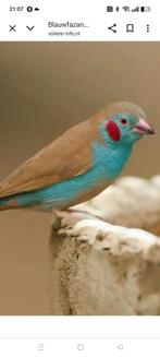 Gezocht koppel blauwfazantjes.., Meerdere dieren, Tropenvogel, Geringd