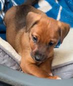 Nog 1 prachtige pup,  kruising Jack Russell/Dwergpinscher, Dieren en Toebehoren, Honden | Niet-rashonden, Reu, CDV (hondenziekte)