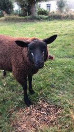 Dassen kop dekram bok, Dieren en Toebehoren, Mannelijk, Schaap