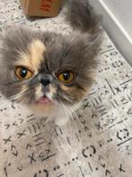 Perzische poes, Dieren en Toebehoren, Katten en Kittens | Raskatten | Langhaar, Poes, Gechipt, 0 tot 2 jaar