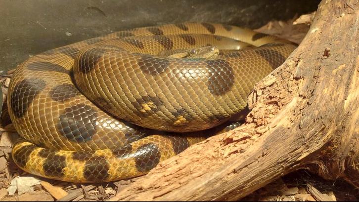 0.1 Groene Anaconda te koop NK19 (Eunectes murinus), Dieren en Toebehoren, Reptielen en Amfibieën, Slang, 3 tot 6 jaar, Tam