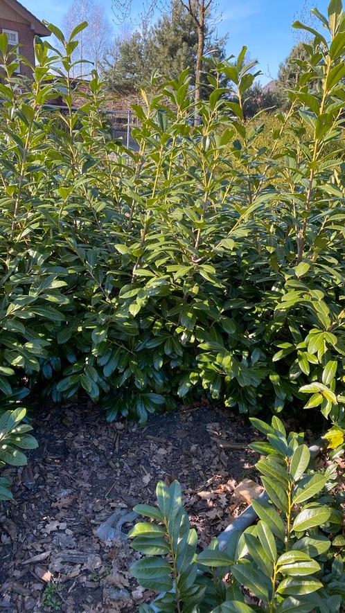 Prunus lau. Novita, Tuin en Terras, Planten | Struiken en Hagen, Laurier, Ophalen