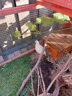 Gratis Celadon kwartel haantje, Mannelijk, Tropenvogel