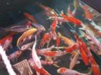 HQ Import koi 25 / 30 cm bij Koidream in Valburg, Dieren en Toebehoren, Karper of Koi