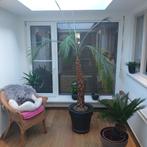 Phoenix roebelenii palm, Ophalen, 200 cm of meer, Palm, In pot