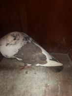 Mooieduivin, Vrouwelijk, Kropper