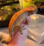 Wimpergekko, Dieren en Toebehoren, Hagedis, Tam, 0 tot 2 jaar