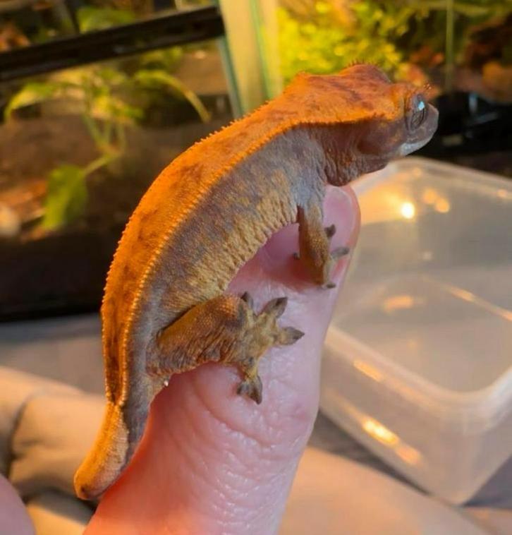 Wimpergekko, Dieren en Toebehoren, Reptielen en Amfibieën, Hagedis, 0 tot 2 jaar, Tam