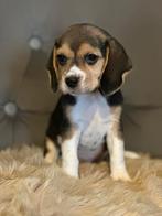 Beagle pups raszuiver, Dieren en Toebehoren, Honden | Beagles, Bassets en Lopende honden, Beagle, CDV (hondenziekte), 8 tot 15 weken