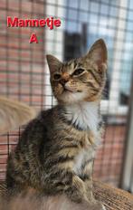 2 Prachtige Kittens zoeken een warm thuis, Dieren en Toebehoren, Meerdere dieren, Ontwormd, 0 tot 2 jaar