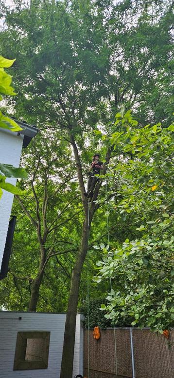 Boomverzorhing aangeboden den bosch beschikbaar voor biedingen
