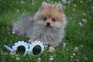 Dwergkees pups,pomeriaan , Spitz,keeshond pup  beschikbaar voor biedingen