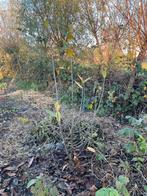 Tamme kastanje (boom) zaailing, Tuin en Terras, Planten | Bomen, Ophalen, Halfschaduw, Overige soorten, Lente