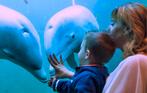 dolfinarium harderwijk tickets, Twee personen