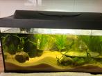 Aquarium 60x30x30 cm, Dieren en Toebehoren, Vissen | Aquaria en Toebehoren, Zo goed als nieuw, Ophalen