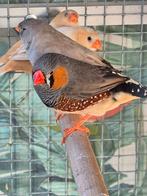 Split charcoal zebravinken, Meerdere dieren, Tropenvogel