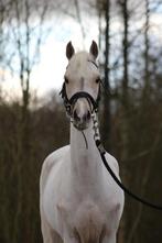 Prachtige chique c pony merrie 5 jaar, Dieren en Toebehoren, Pony's, Merrie, B, Gechipt, 3 tot 6 jaar