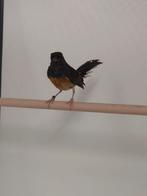 1-1 Shama lijsters, Dieren en Toebehoren, Vogels | Overige Vogels, Meerdere dieren, Tropenvogel, Geringd