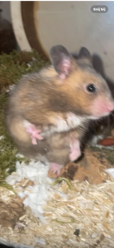 Gratis syrische hamster afhalen, Dieren en Toebehoren, Knaagdieren, Mannelijk, Hamster, September, Tam