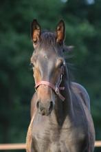 Hengstveulen Django Z x Vleut, Dieren en Toebehoren, Paarden, Met stamboom, Springpaard, Niet van toepassing, 0 tot 2 jaar