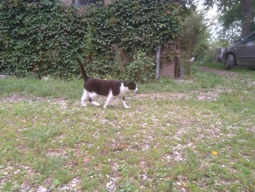 Verwilderde huiskat, Dieren en Toebehoren, Katten en Kittens | Overige Katten, Kortharig, Poes