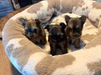 Mooie pomchi x teacup York pups, 8 tot 15 weken, Meerdere, Nederland, Particulier
