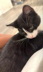 Zwart witte Kitten, Dieren en Toebehoren, Katten en Kittens | Overige Katten, Kater, Kortharig, 0 tot 2 jaar