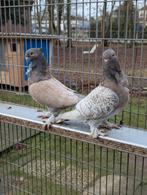 Oriental frill meeuwen (koppel), Dieren en Toebehoren, Meerdere dieren, Overige soorten