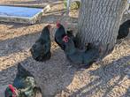 Broedeieren Australorp kippen, Ophalen, Nieuw, Overige typen