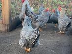 Broedeieren Amrock ( groot), Dieren en Toebehoren, Pluimvee, Geslacht onbekend, Kip
