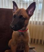 Nog 1 reutje beschikbaar, Rabiës (hondsdolheid), Reu, 8 tot 15 weken, Eén hond