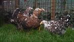Sussex krielen | vriendelijke kippen | Jonge ingeënt kippen, Dieren en Toebehoren, Pluimvee, Kip, Meerdere dieren
